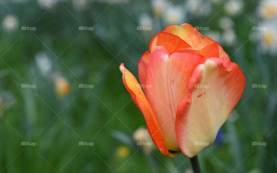 Orange tulip on green background