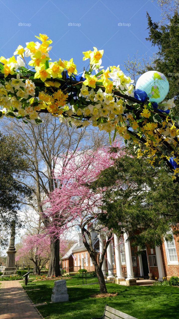 Courthouse daffodils