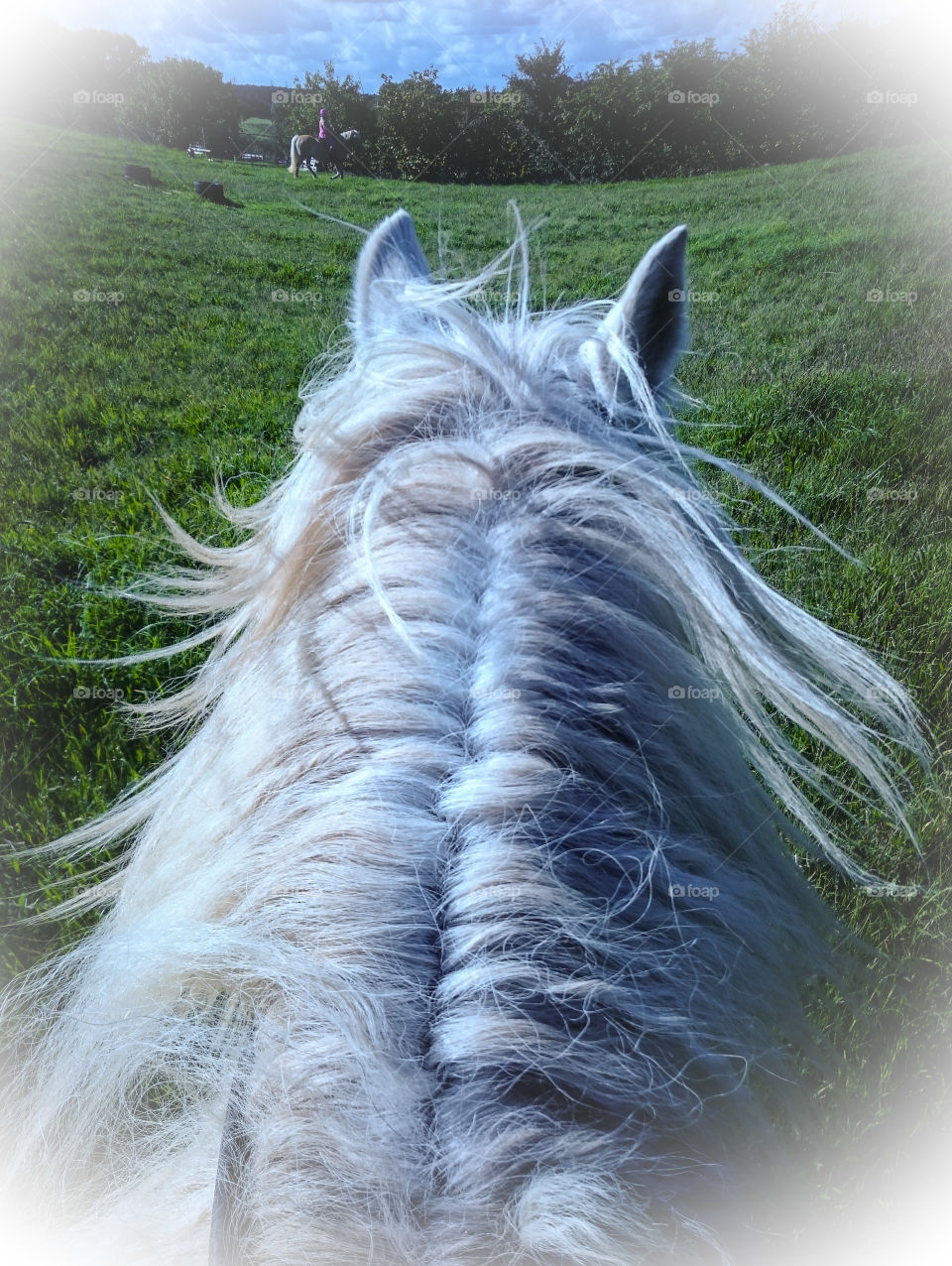 the Riders View. a quick  horse ride before work,  the Riders View