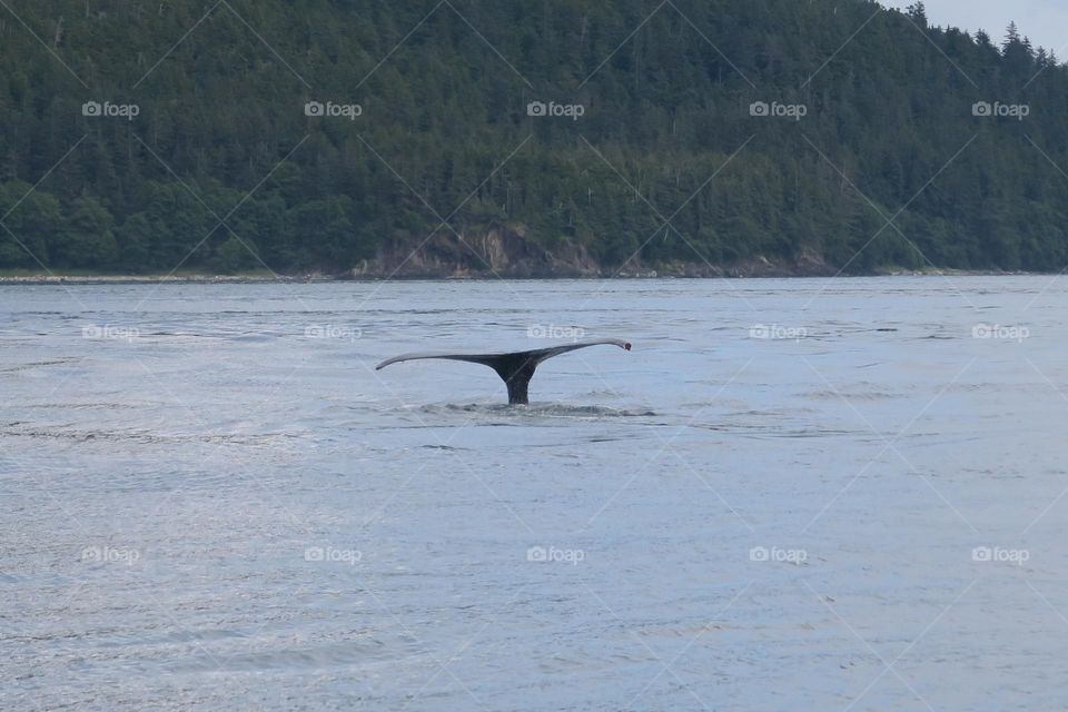 Wild whale tail 