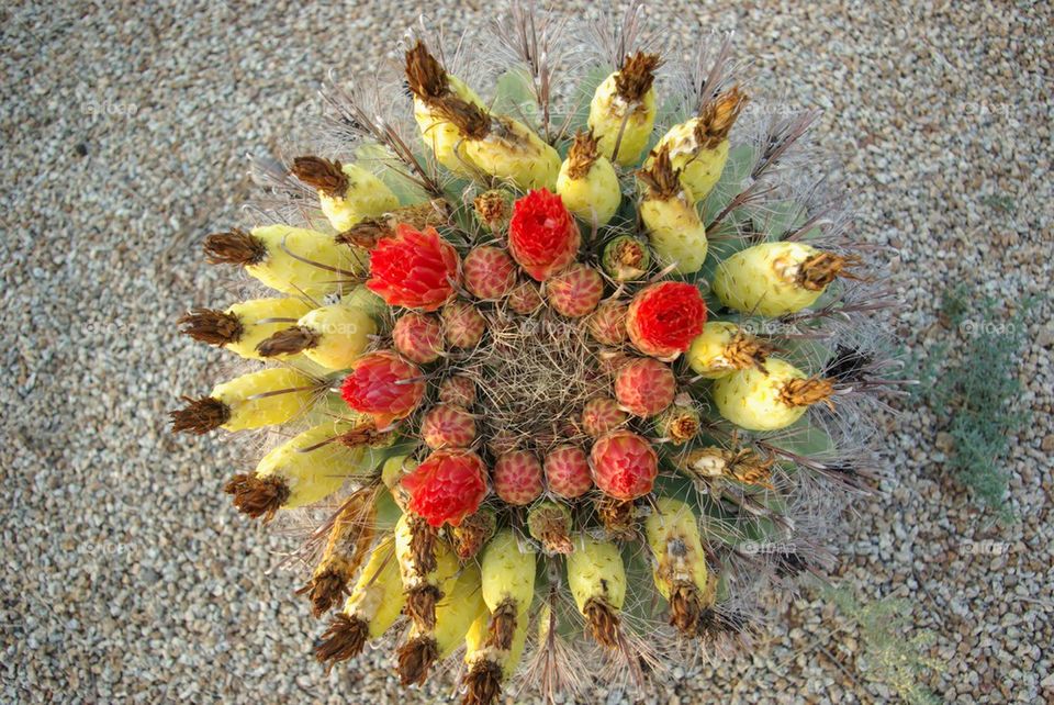 Cactus flower. 