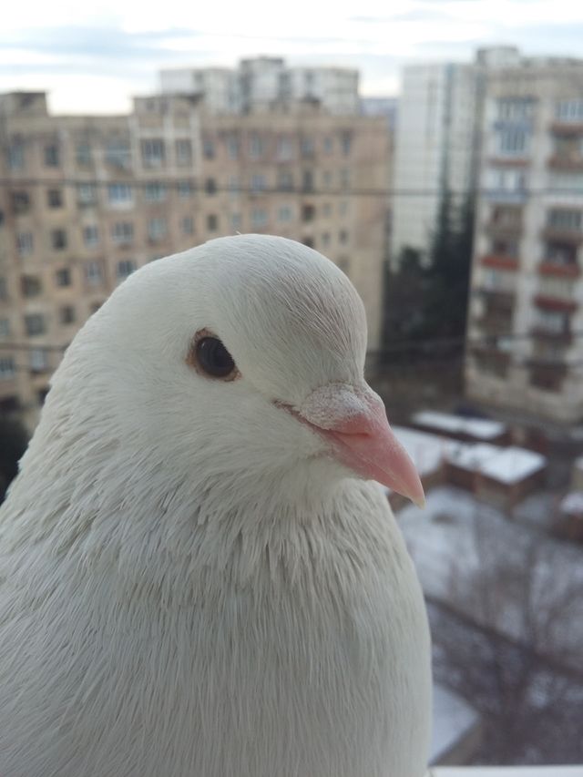 Pigeon 8