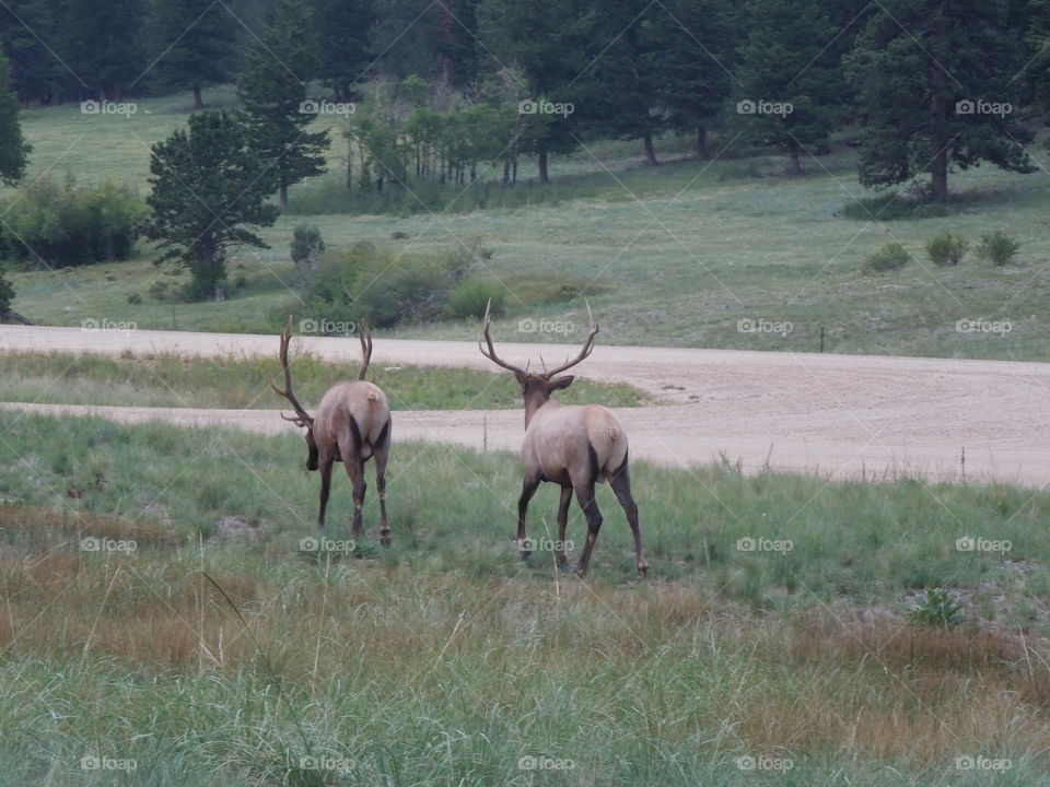Rocky Mountain Moose x 2