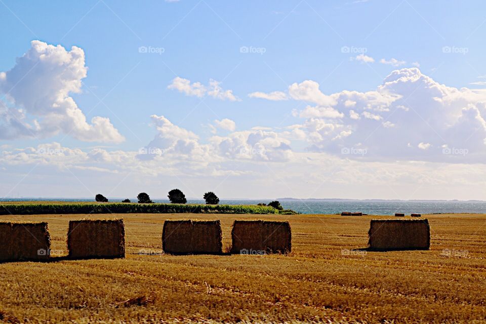 Hay Ball's on the field!