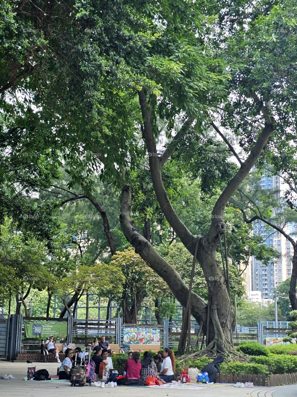 Friends singing outdoor under tree shade on a hot summer day