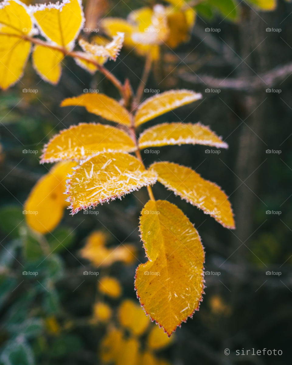 Frosty yellow leaves in December