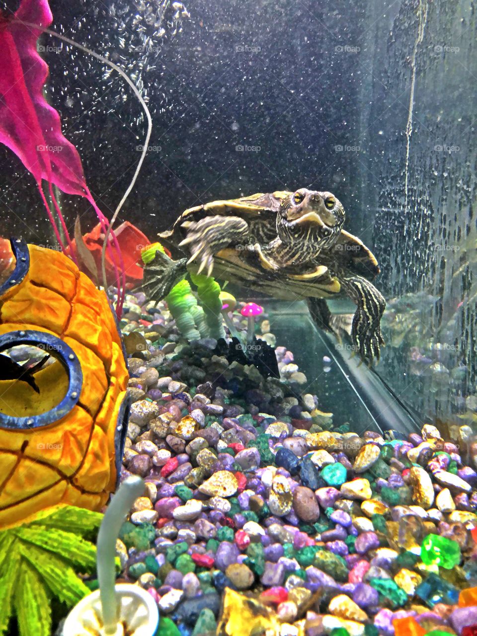Swimming in her tank