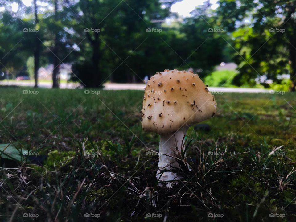 Wonderland mushroom 🍄 