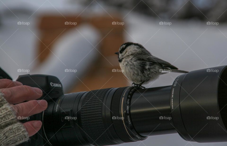 Little bird sitting on photo lens 