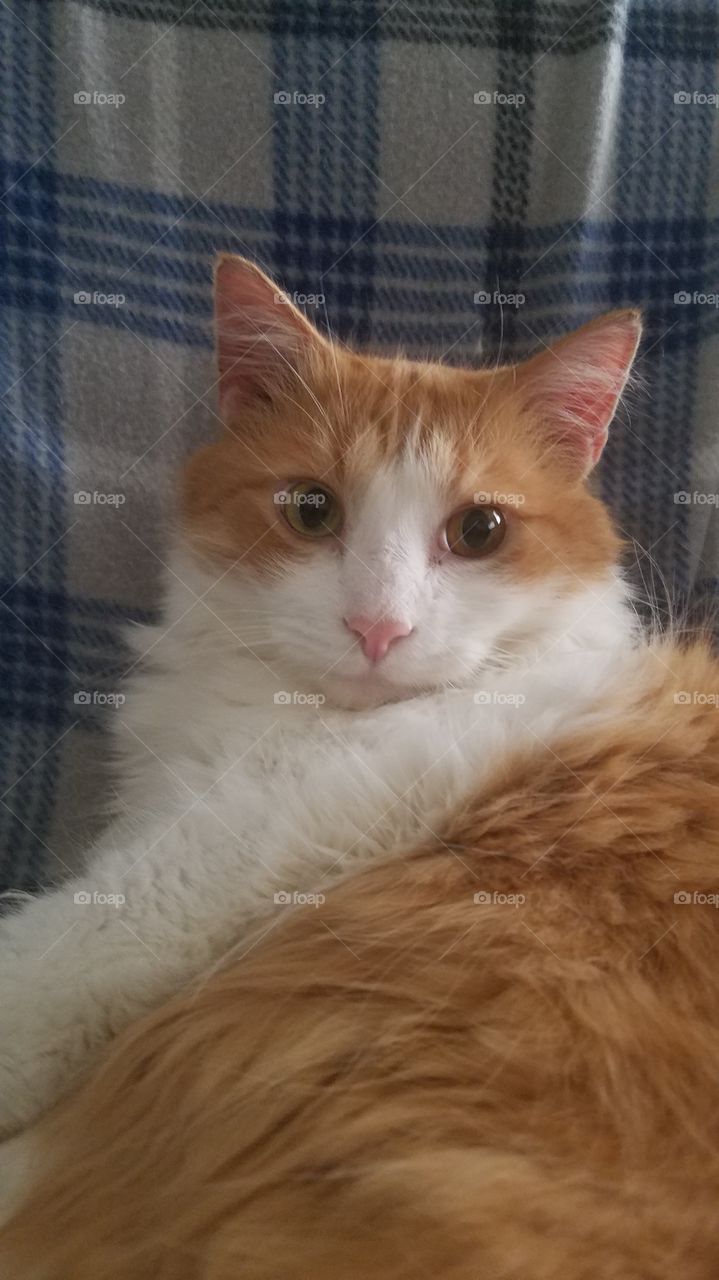 Cat posing for a picture