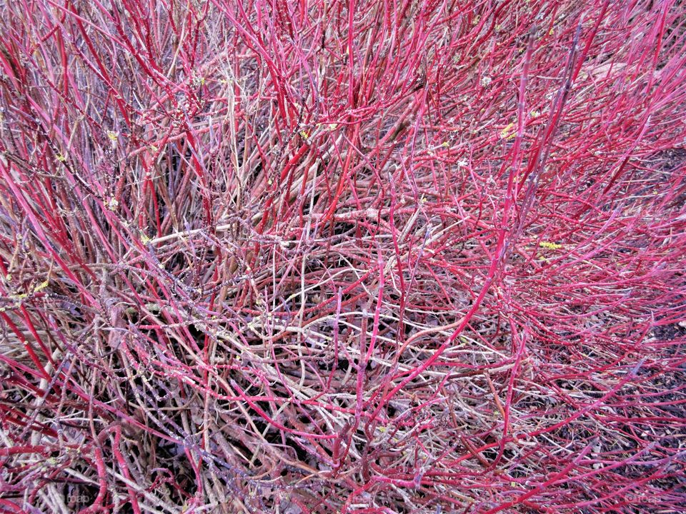 red branched shrub