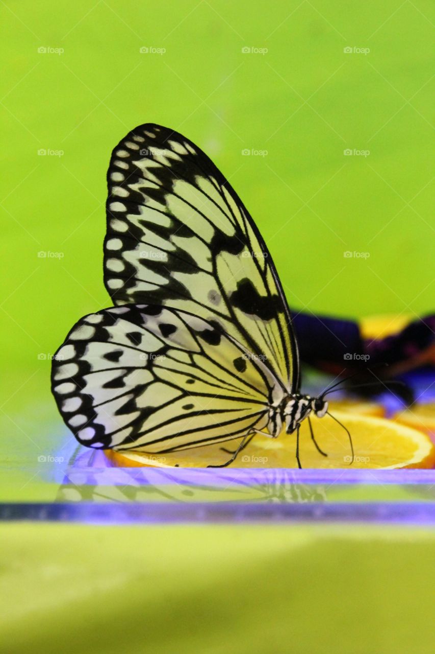 Butterfly 