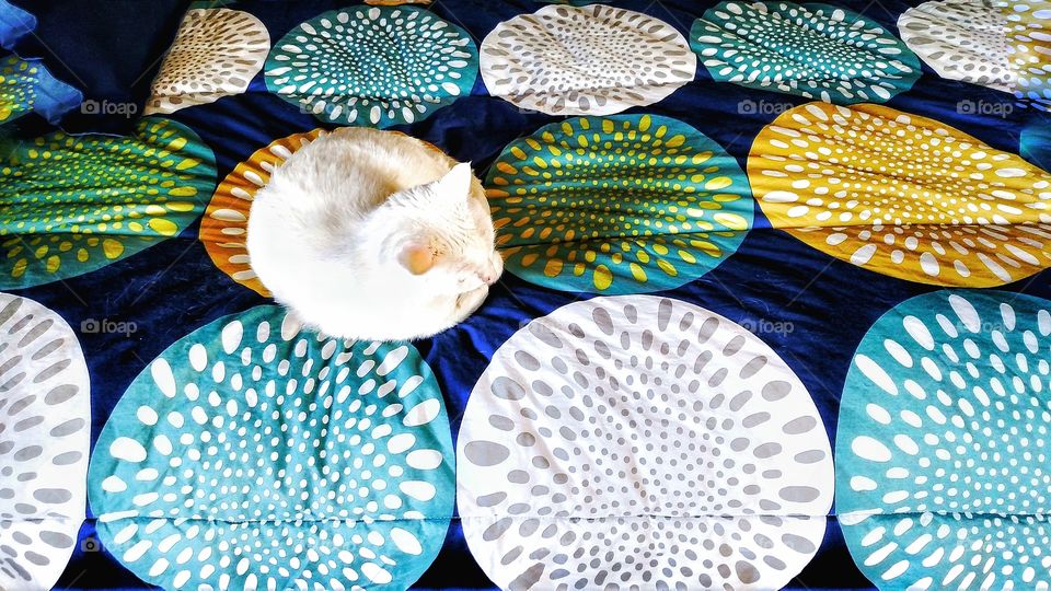 Cat blending in with spheres on bedspread