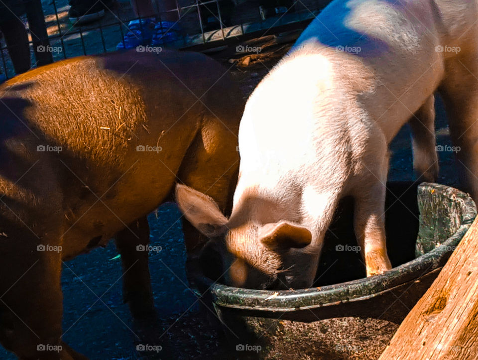 Feeding Time