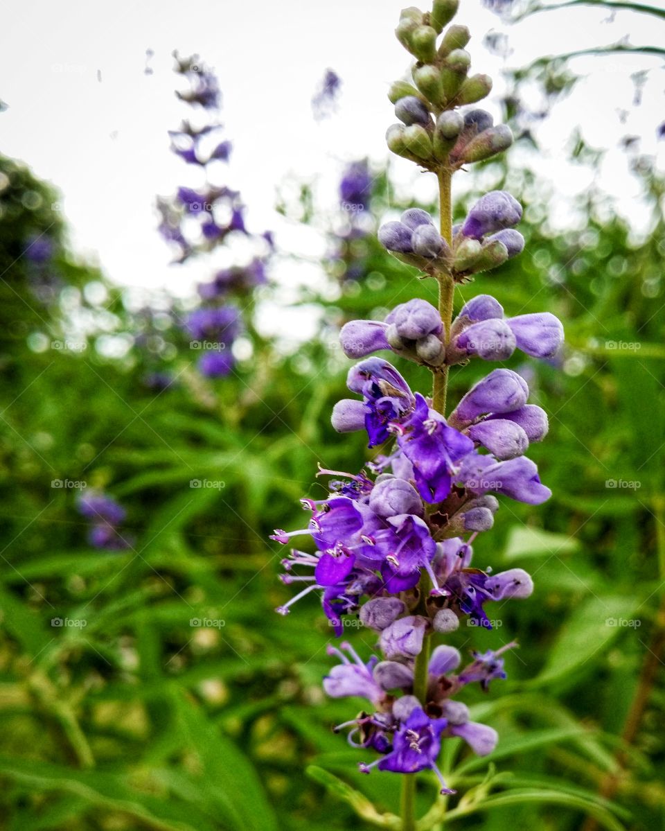 Vitex bloom purple green closeup