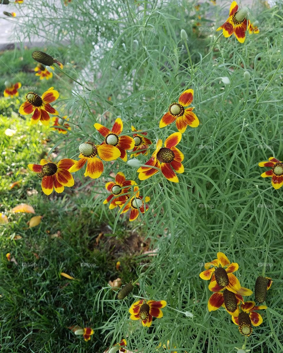 wildflowers in the neighborhood