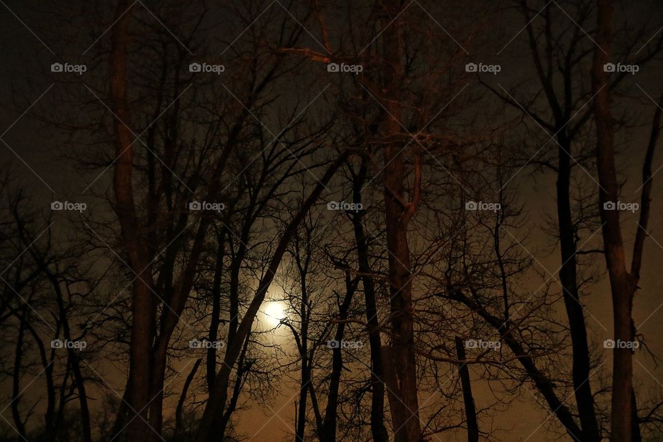 Tree silhouettes from the moon on a frosty, misty night