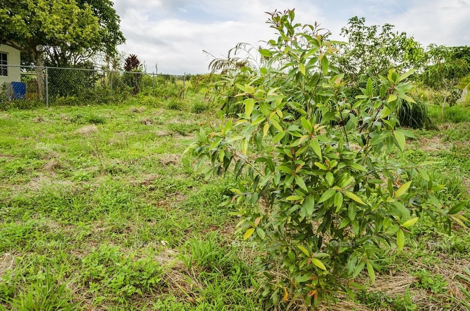 Jamun Tree