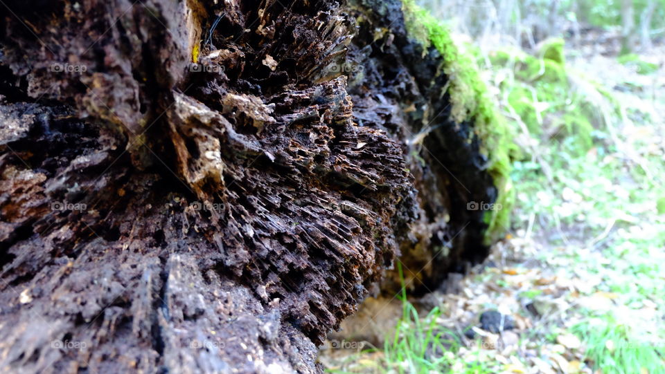 Texture on a decomposing log of wood