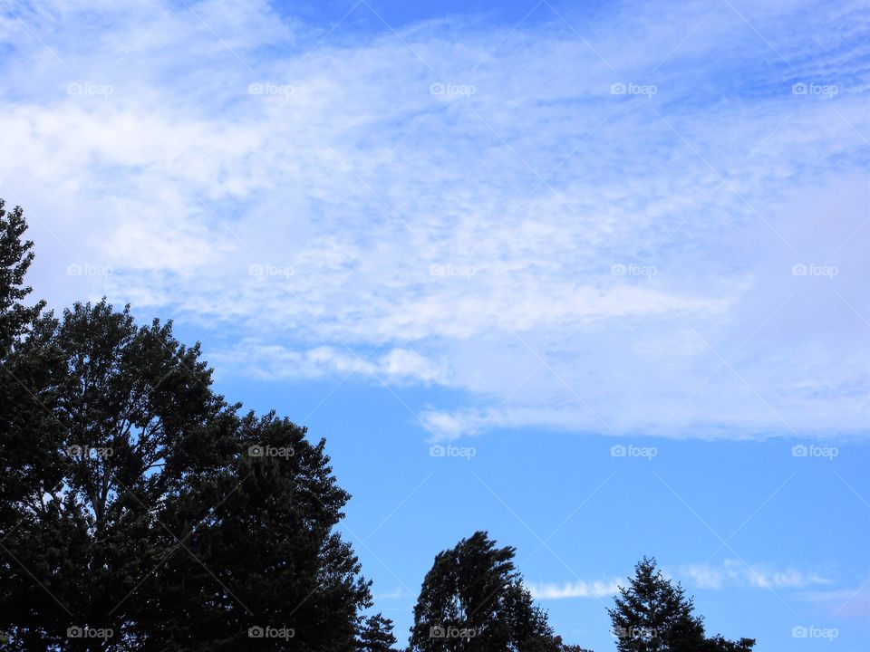 trees and clouds