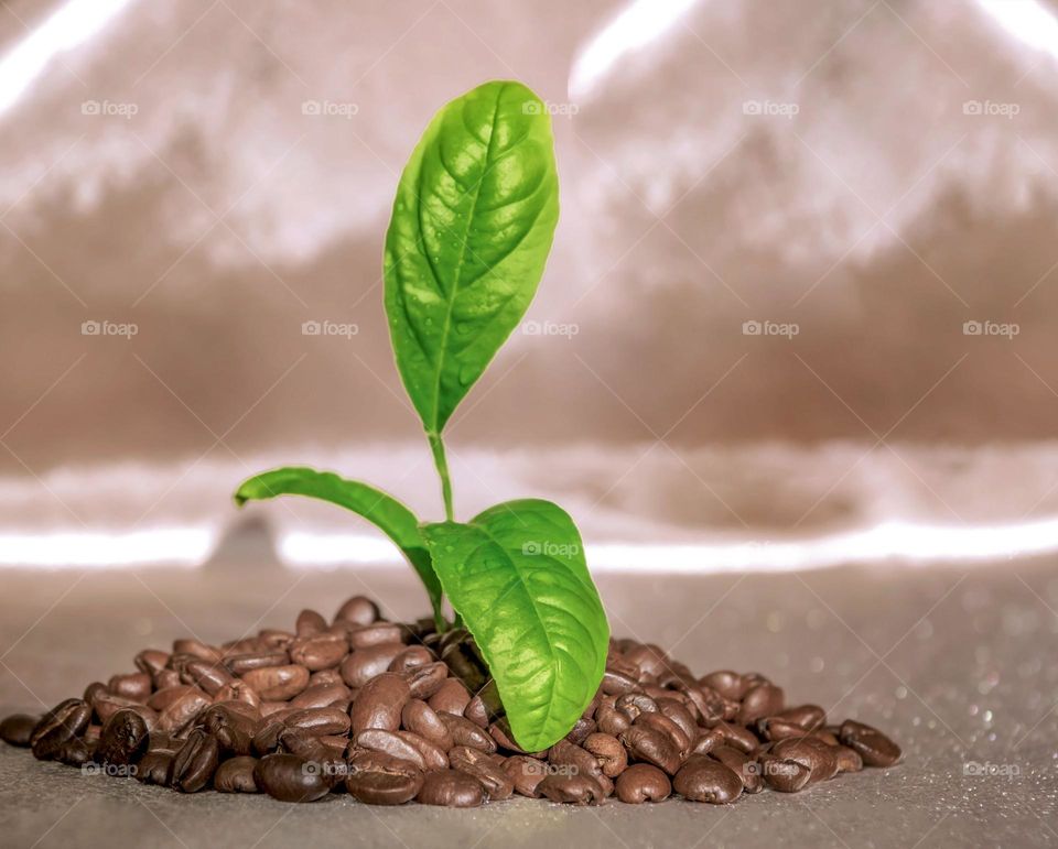 Grains of coffee in the form of a slide with a green sprout close-up