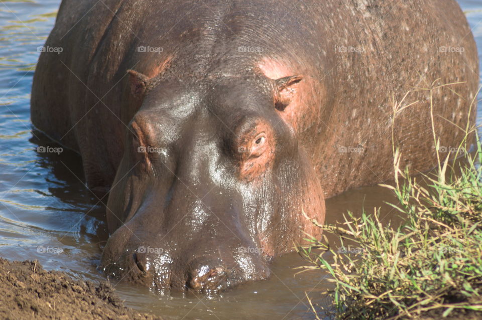 A large hippopotamus emerging from the lake in Serengeti National Park