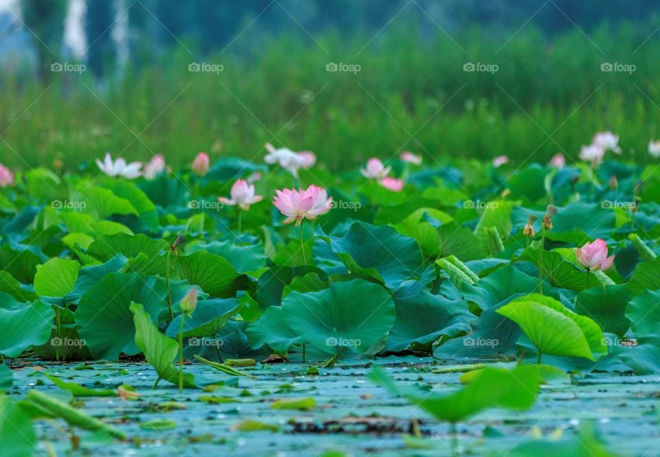 a lake full of lotus leaves and pink lotus or water lilies. National flower of India from Srinagar, India