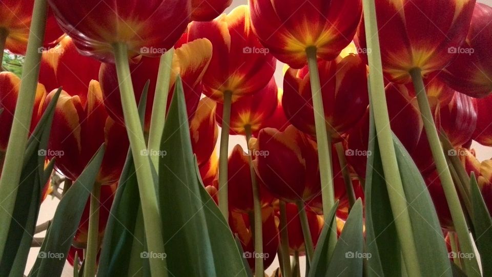 Tulips