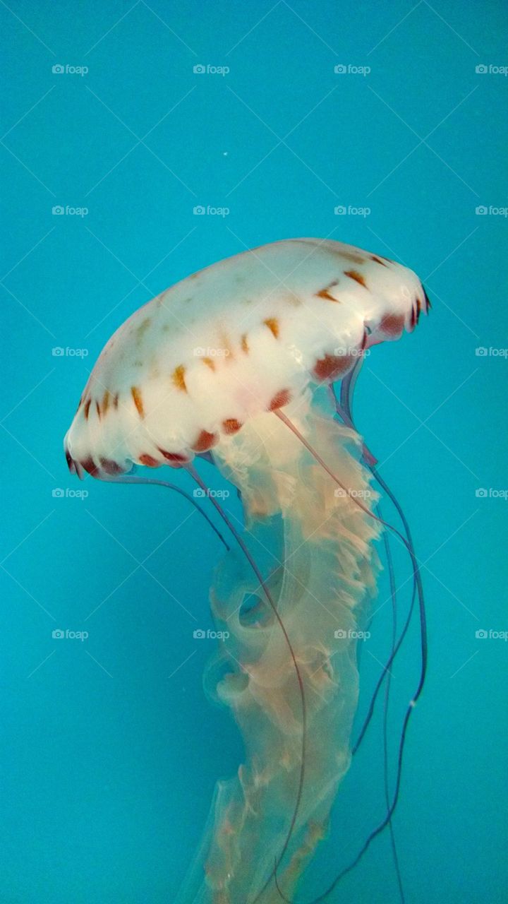 Only Jellyfish