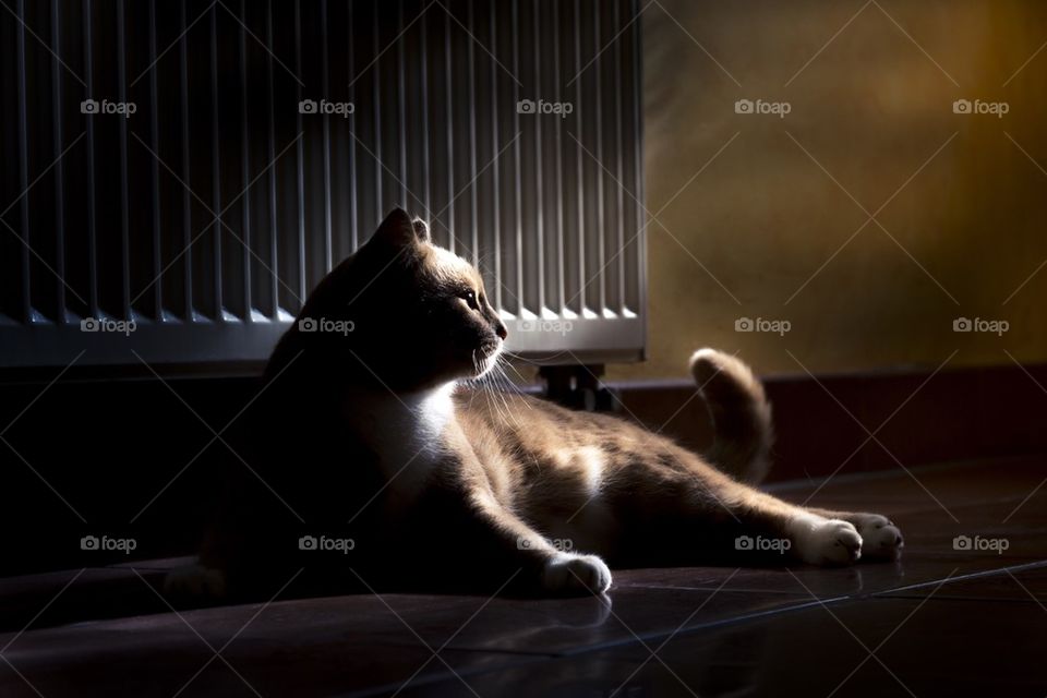 Cat in dark atmosphere at home
