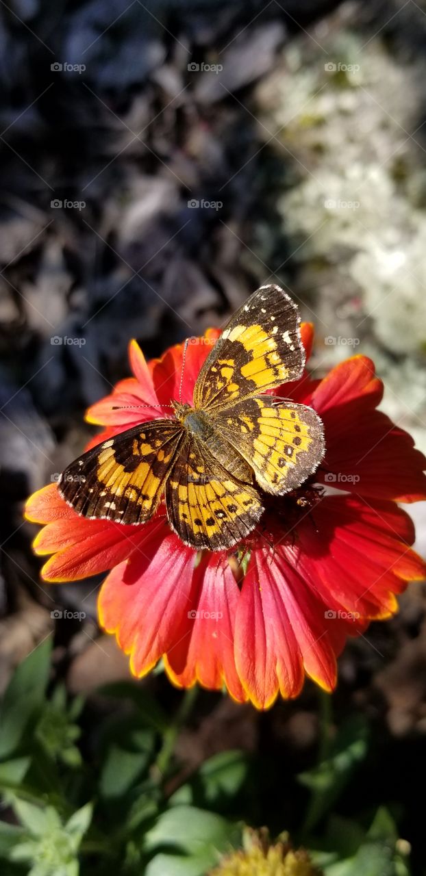 Colorful flowers and butterflies