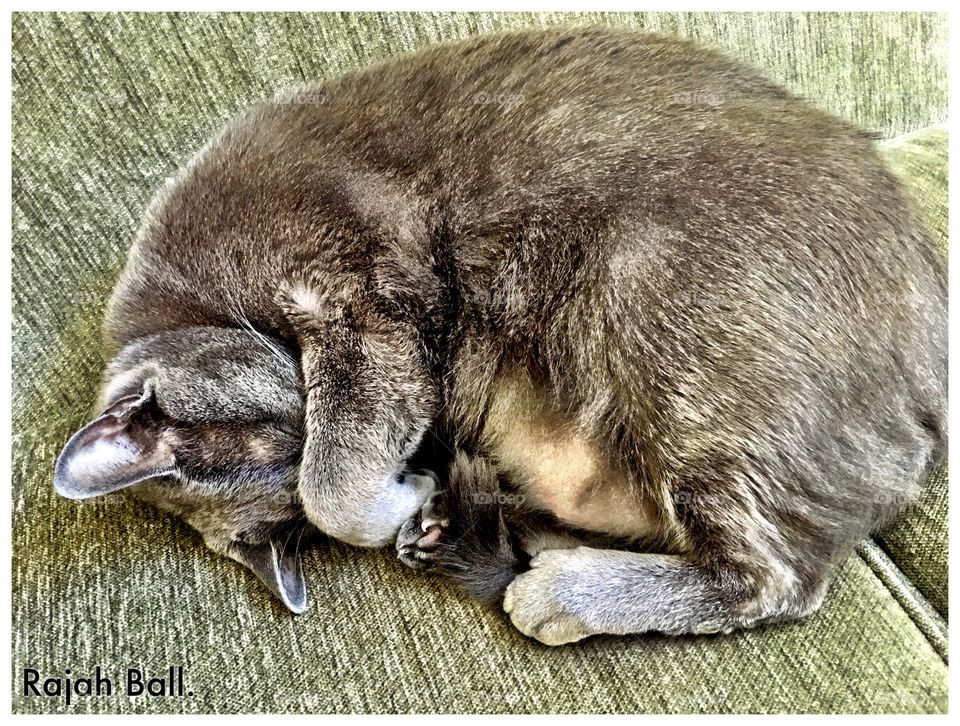 Russian Blue, asleep
