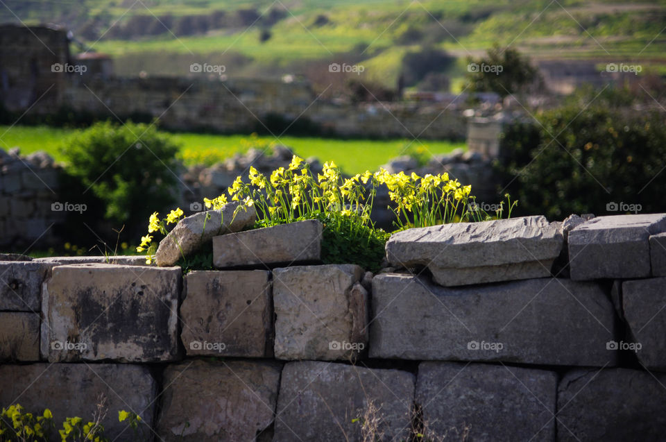 Spring flowers on a wall