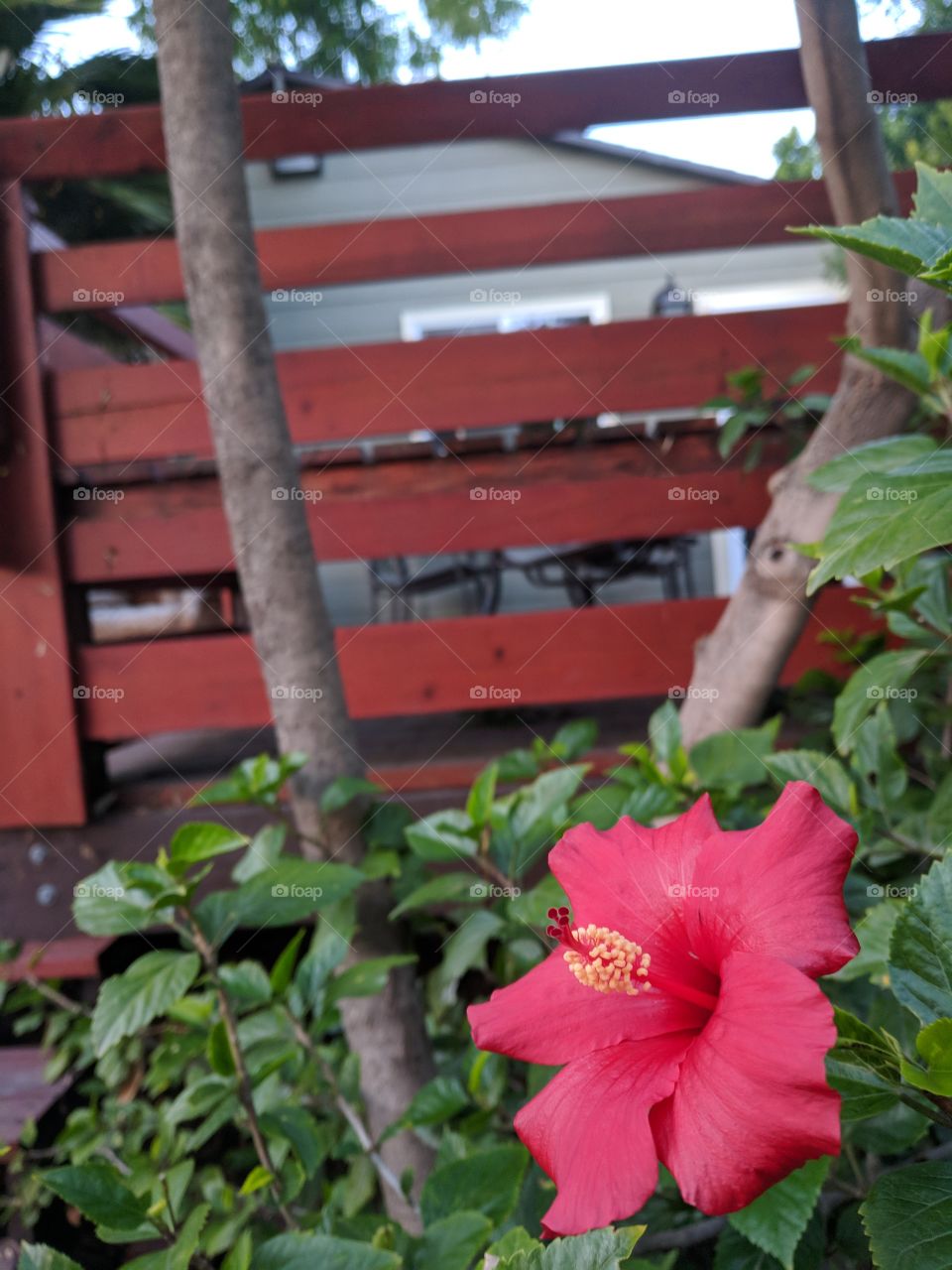 hibiscus