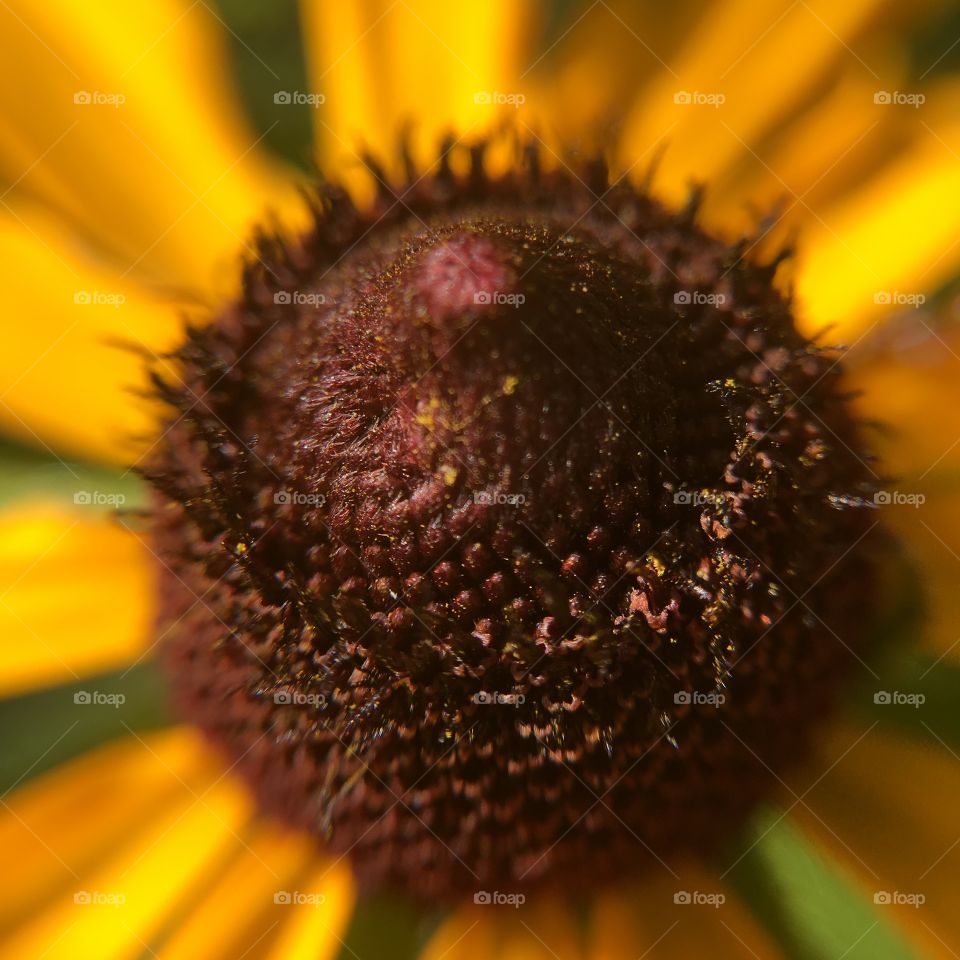 Black-eyed Susan