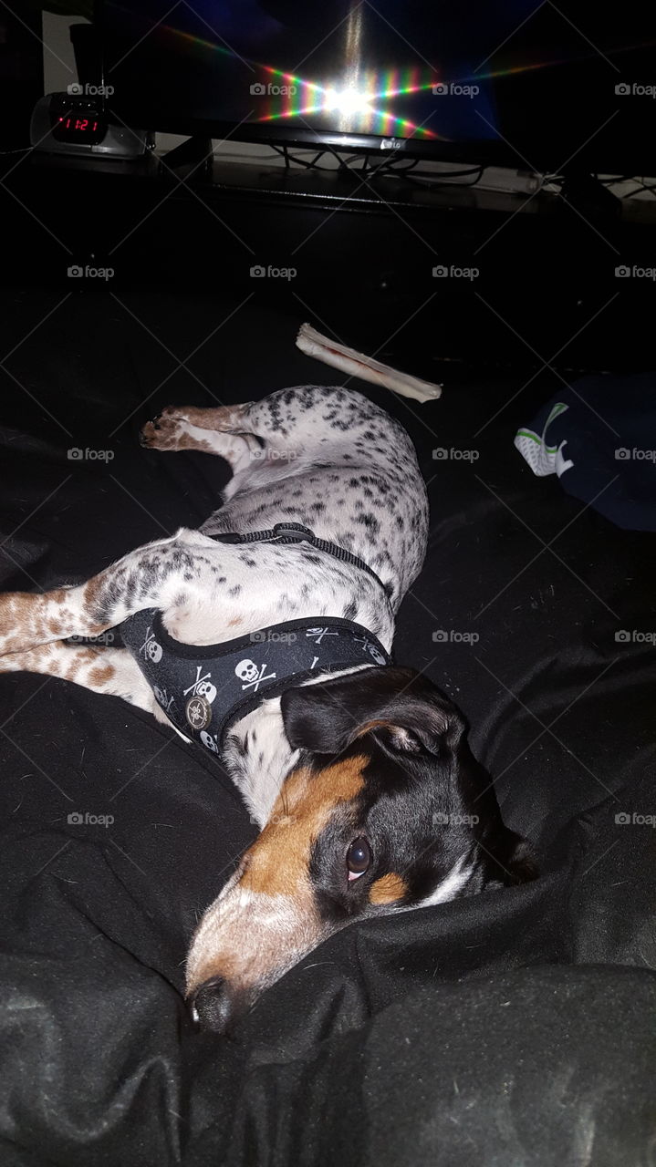 half asleep and pondering what trouble I can cause