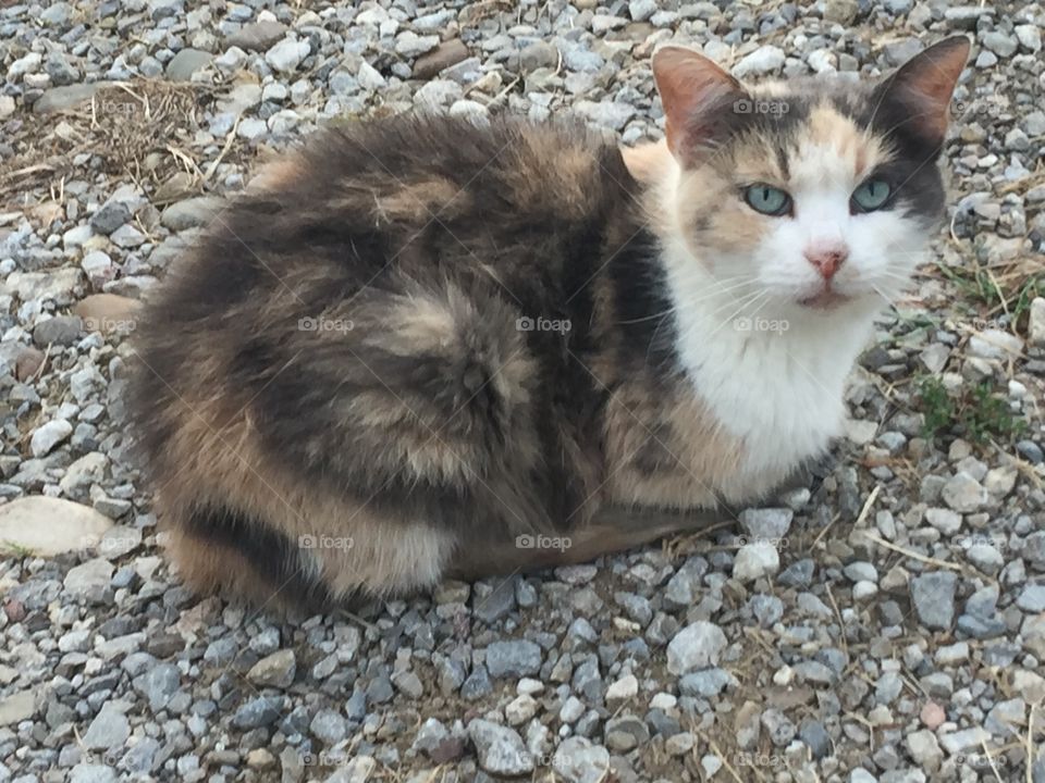 Momma cat, calico with pretty eyes