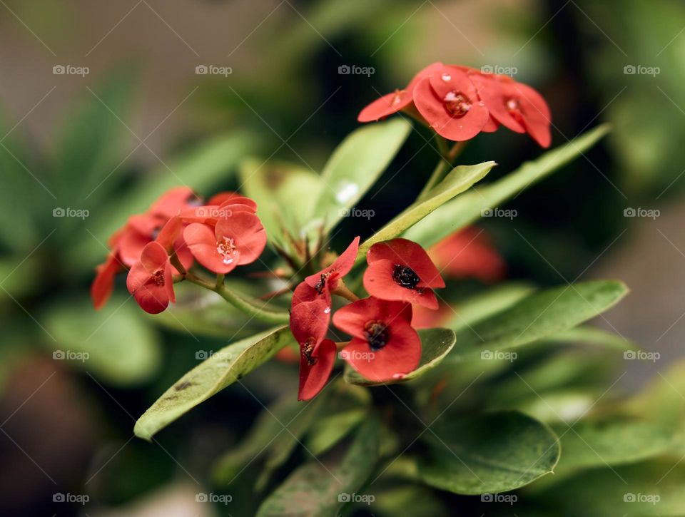 Red flower  - Christof thorns