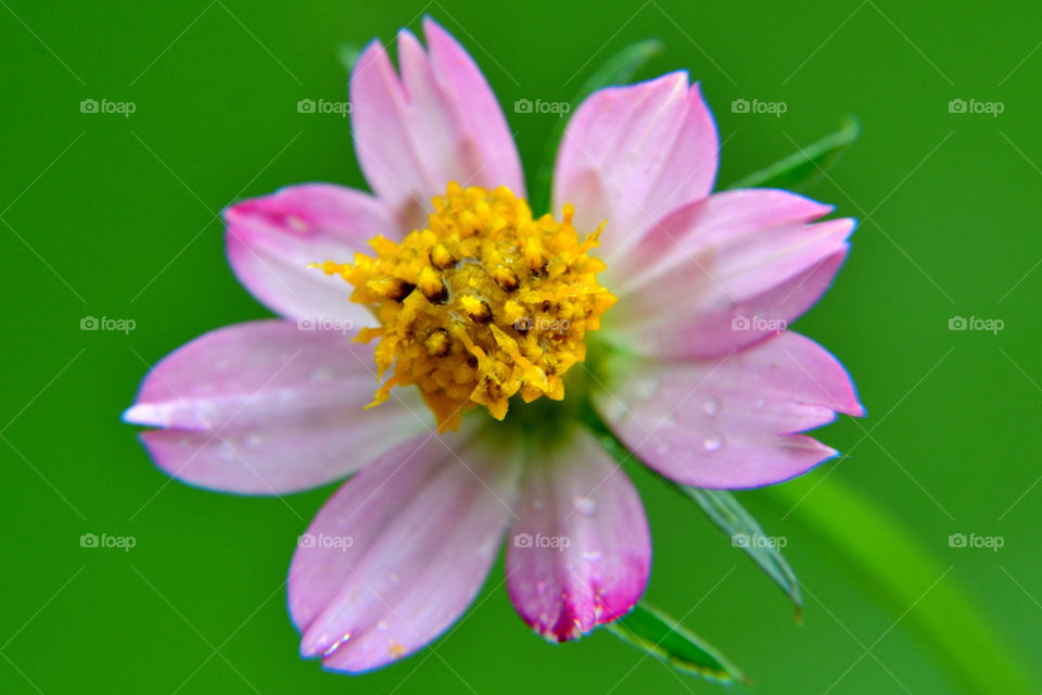 in Indonesia the flower is name the kenikir flower 