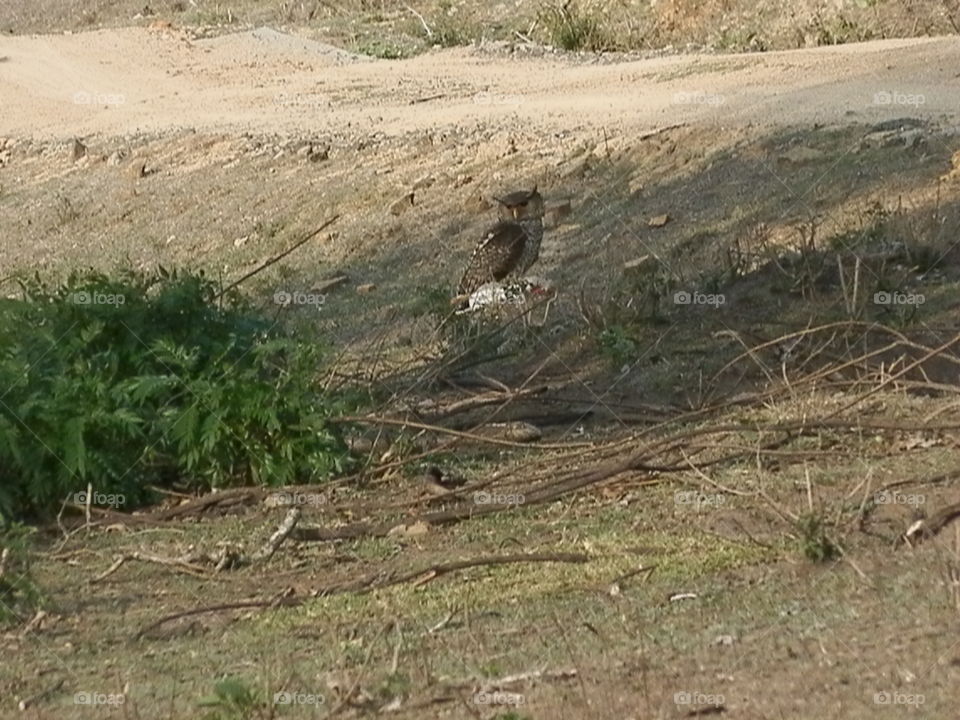 Nature, Outdoors, No Person, Wild, Soil