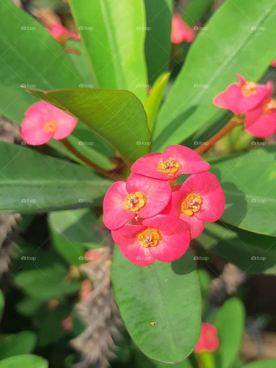 Close up pink colour of beautiful euphorbia flowers surrounded by green leaves in the garden