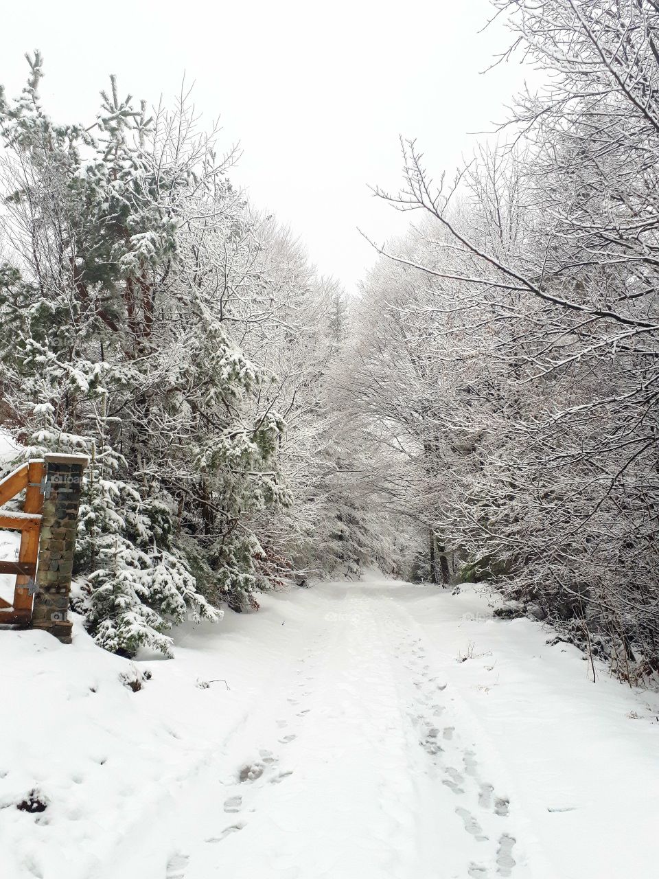 walks through the woods in winter and snow
