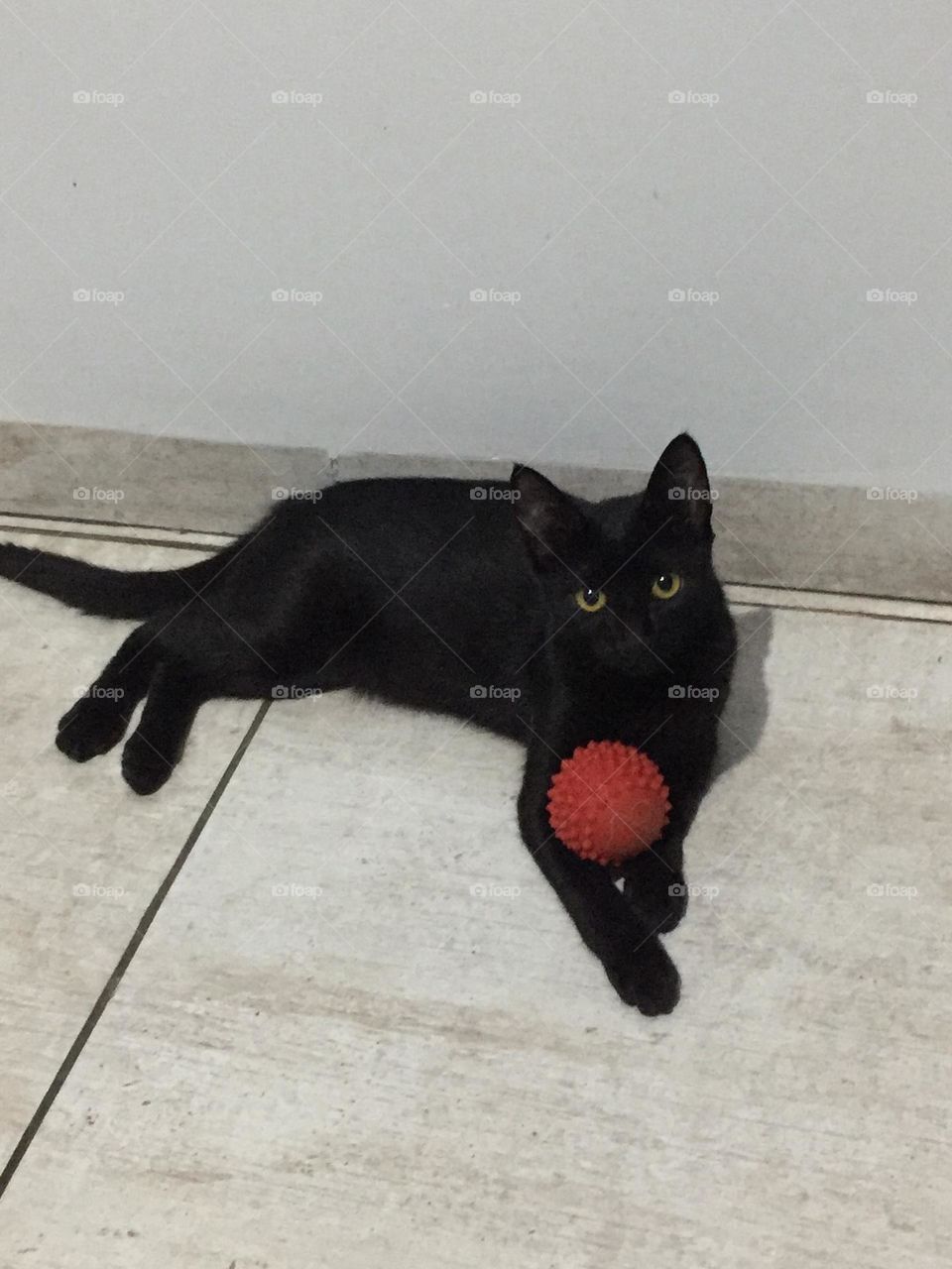 Meu gato