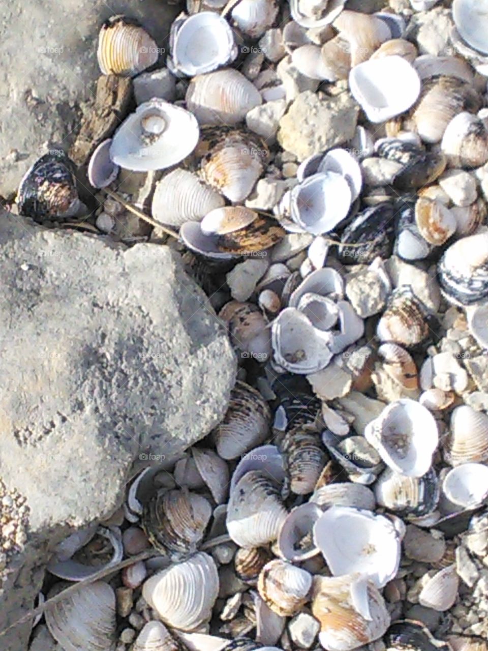 Rock and shell