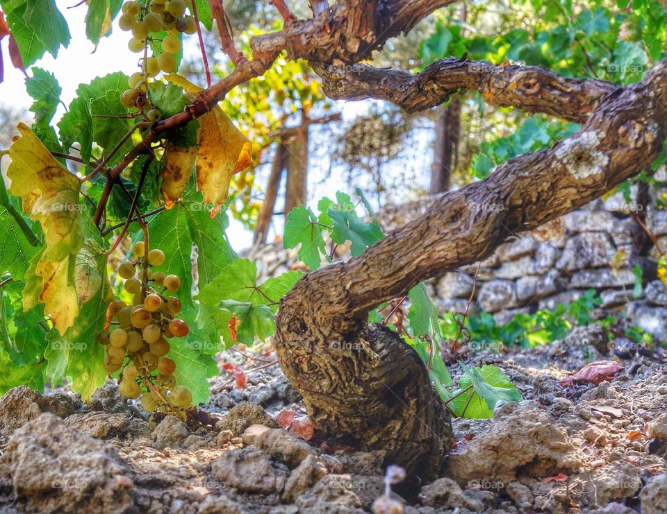 Greek vines