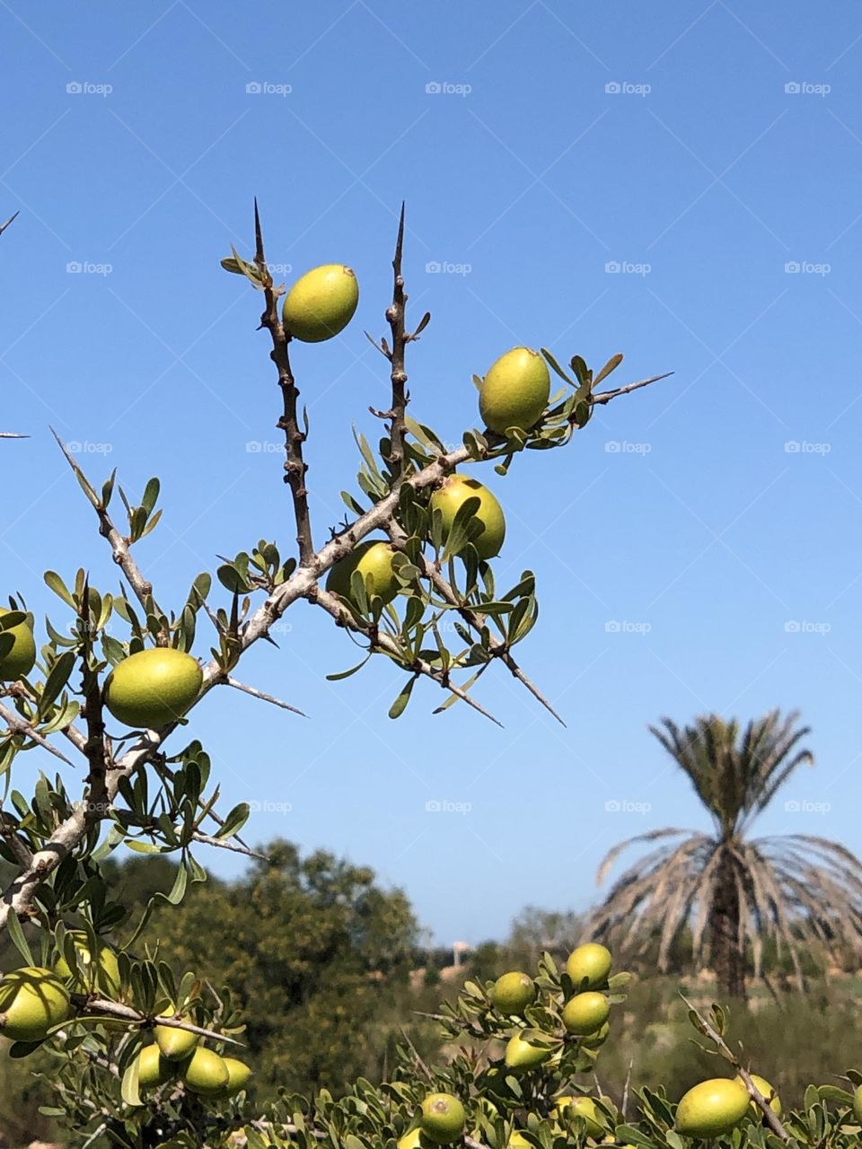 Beautiful argania spinosa tree and a palm