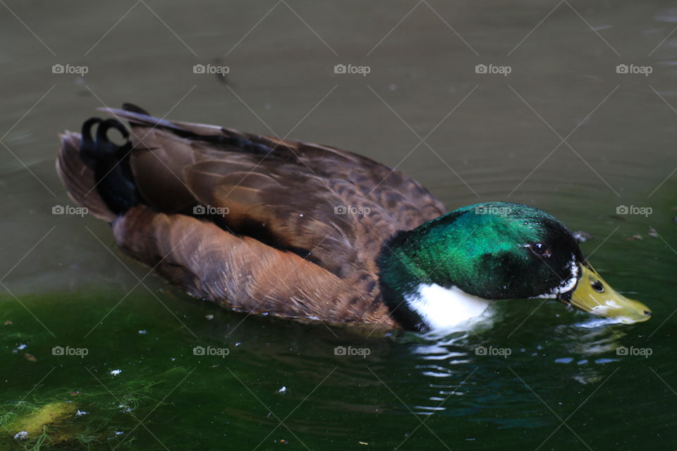 Duck in a pond. The duck is soaking with its head resting on the water. Green, brown, yellow and white duck.

Whole brown duck swims in the pond.
It has wet feathers.