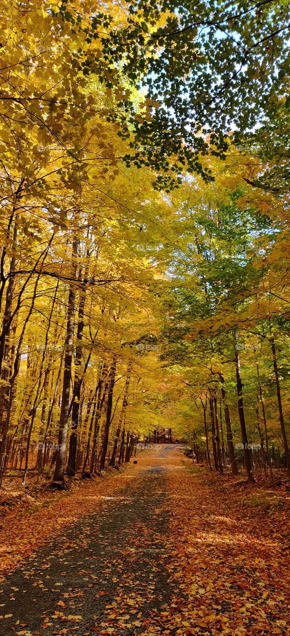 road through the autumn