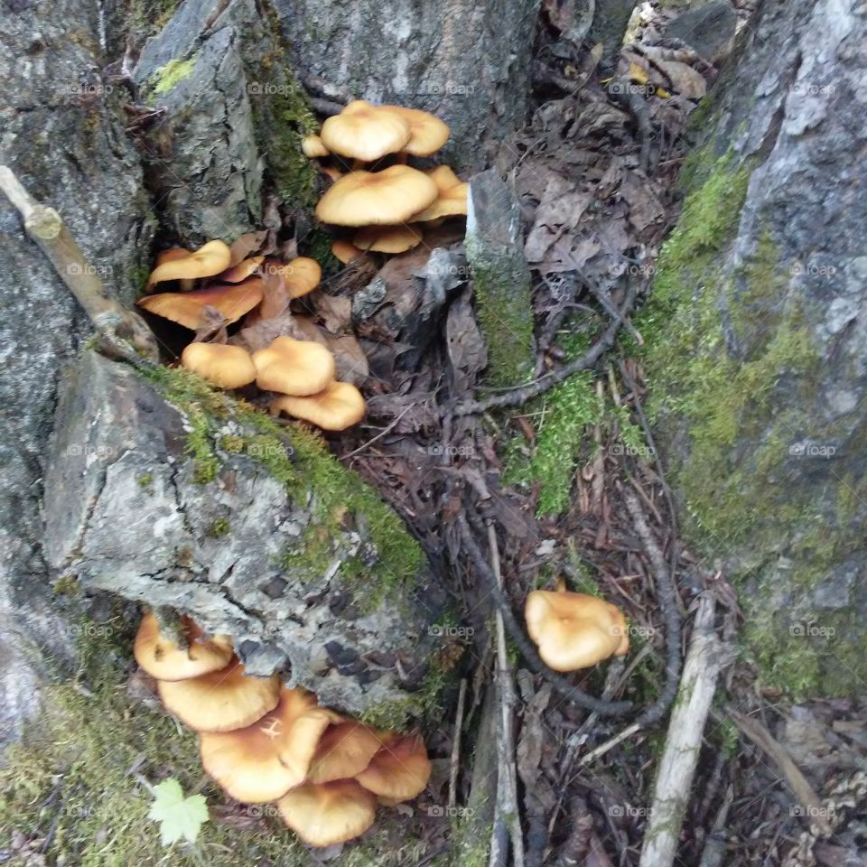 Fungus, Mushroom, Wood, Fall, Moss