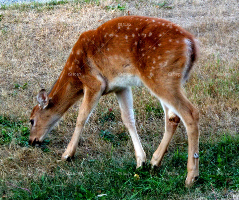 deer baby deer foe by lagacephotos